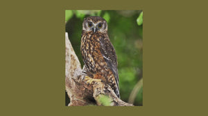 The Owl as a Messenger