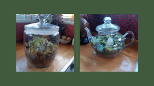 The Tiny World of Terrariums