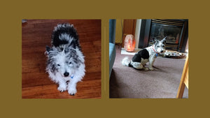 The Transformation of Archie at Country Clips