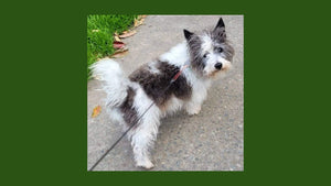 Archie’s Helping Me Learn How To Achieve Wellness, Happiness, and Abundance on a Daily Basis…