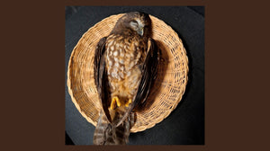 An Unexpected Messenger: Finding a Morepork on the Way to Work