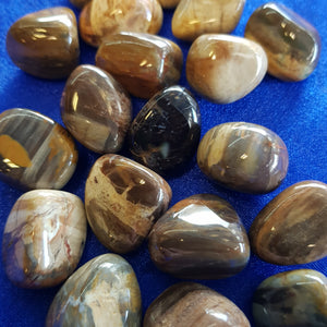 Petrified Wood