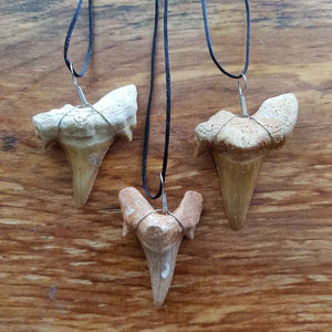 Otodus Obliquus Fossilised Shark Tooth Pendant | Assorted
