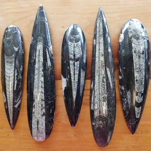 Orthoceras Fossil Blade Ancient Grounding & Natural Beauty