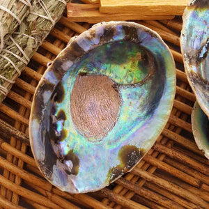 Paua Shell | Aotearoa NZ | Sustainably Sourced | Assorted