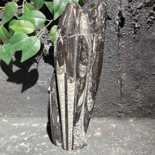 Orthoceras Fossil Sculpture (assorted. approx. 26.2x9.1cm)