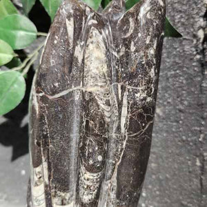 Orthoceras Fossil Sculpture