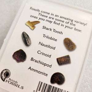 Fossil Box (an assortment of British fossils)