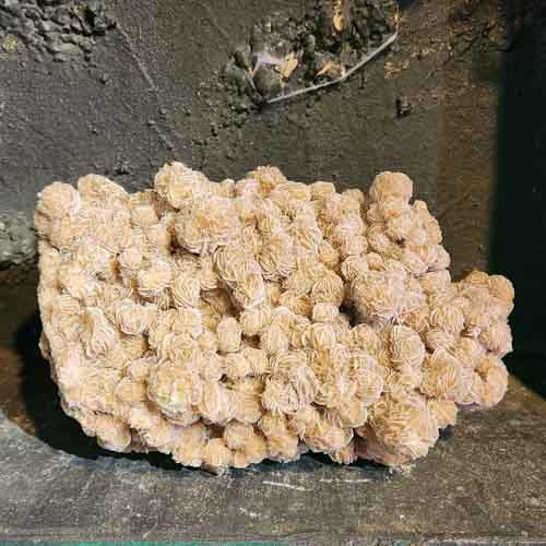 Desert Rose Cluster (approx.29x20x18cm)