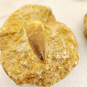 Mosasaurus Tooth Fossil in Matrix