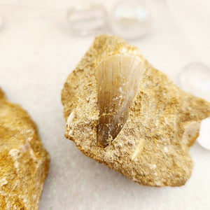 Mosasaurus Tooth Fossil in Matrix