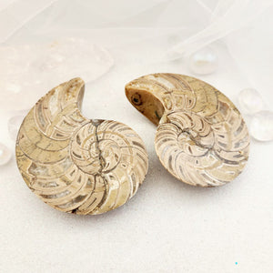 Ammonite Fossil