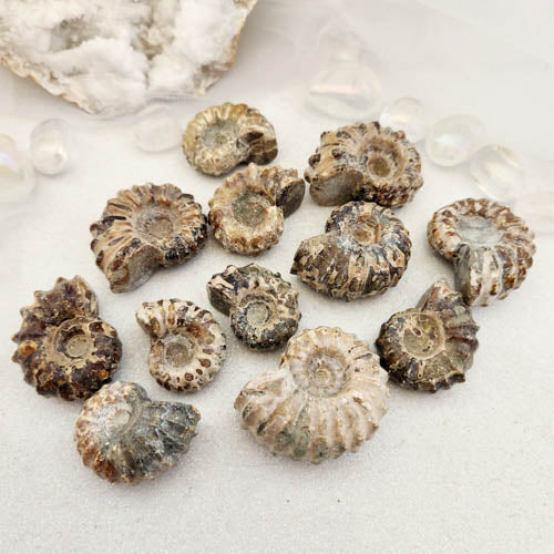 Natural Whole Ammonite Fossil aka Tractor Ammonite (assorted. approx.3.5-4.5x3-4cm)