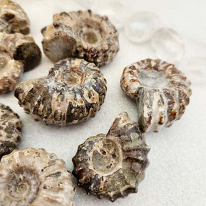 Natural Whole Ammonite Fossil aka Tractor Ammonite