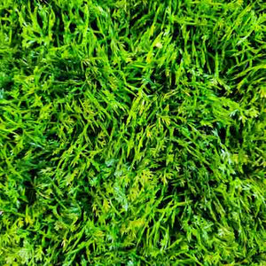 Grass Mat For Fairy Gardens