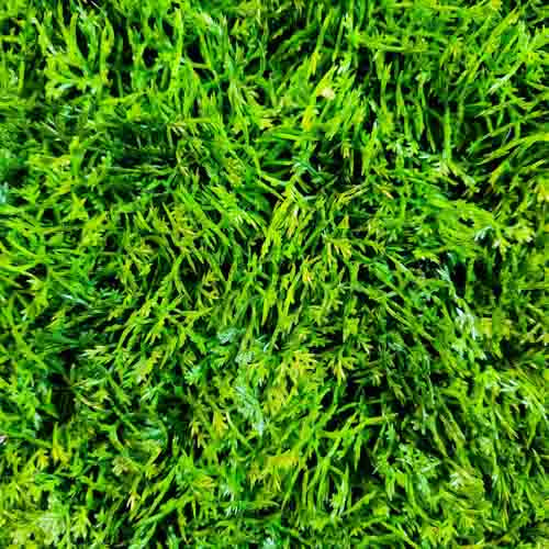 Grass Mat For Fairy Gardens (approx. 50x50cm)