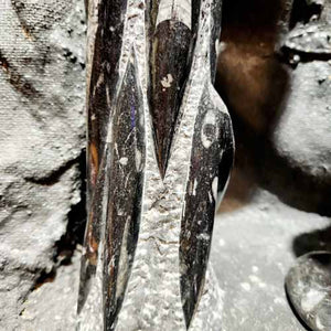 Orthoceras Fossil Sculpture