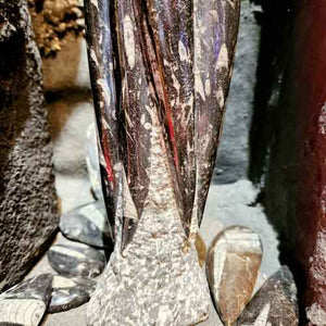 Orthoceras Fossil Sculpture