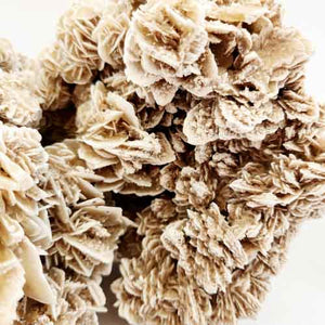 Desert Rose Cluster