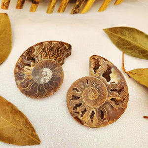Ammonite Fossil