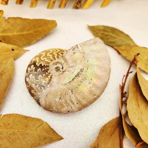 Ammonite Fossil