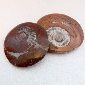 Ammonite Fossil