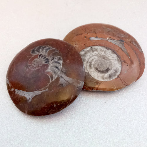Ammonite Fossil (assorted. approx. 7.2-7.8x6.5-8cm)