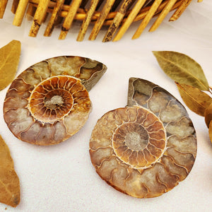 Ammonite Fossil
