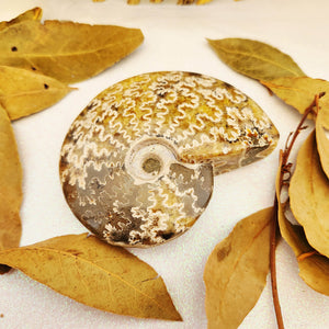 Ammonite Partially Polished Fossil