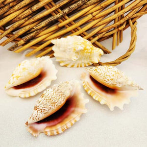 Conch Shell 