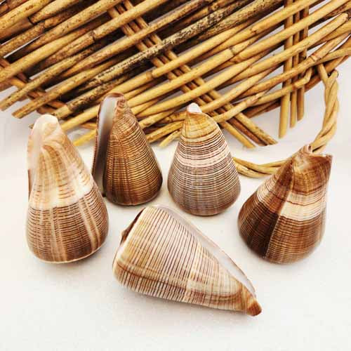 Fig Cone Shell (assorted. approx. 7.8-8.5x5.3-5.5cm)