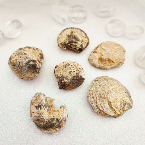 Fossilised Shell (assorted. approx. 3-4.4x3-4cm)