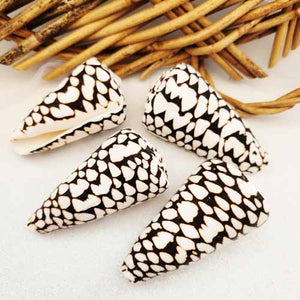 Marbled Cone Shell aka Conus marmoreus
