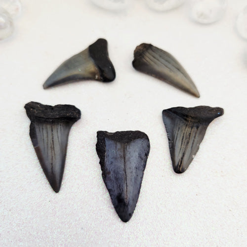 Megalodon Shark Tooth (assorted. approx 3.6-4.4x2.1-3cm)