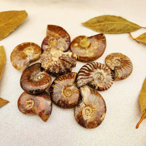 Opalised Ammonite Fossil