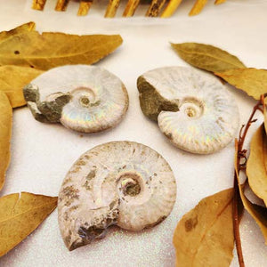 Opalised Ammonite Fossil