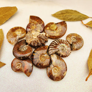Opalised Ammonite Fossil