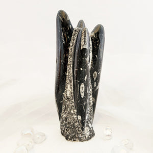 Orthoceras Fossil Sculpture