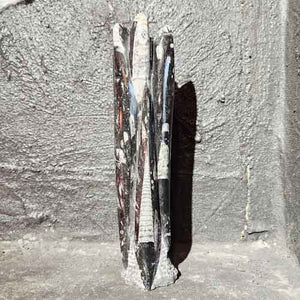 Orthoceras Fossil Sculpture