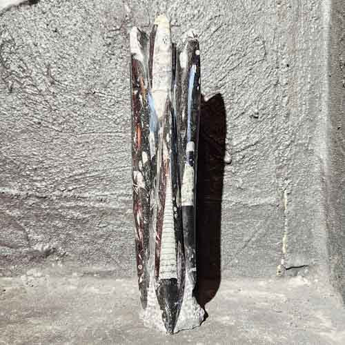 Orthoceras Fossil Sculpture (approx. 31.5x7.2cm)