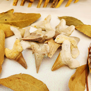 Otodus Obliquus Fossilised Shark Tooth