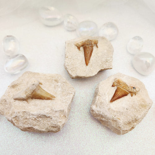 Otodus Obliquus Fossilised Shark Tooth on Matrix (50m yrs assort. approx. 5.6-6.1x4.9-5.5cm)