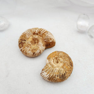 Pair of tiny ammonite fossils with visible ribbed spiral shell patterns