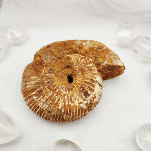 Ammonite fossil with a large ribbed spiral shell in golden tones