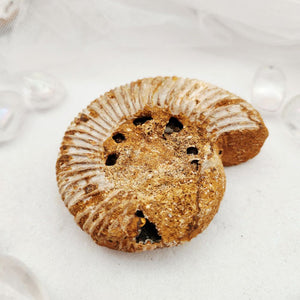 Ammonite fossil with a large ribbed spiral shell in golden tones