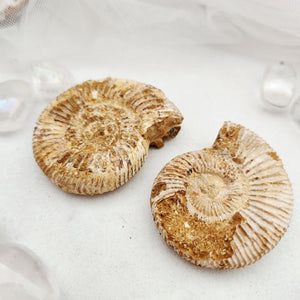 Pair of ammonite fossils with visible ribbed spiral shell patterns