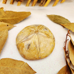 Sand Dollar Fossil