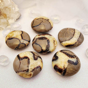 Septarian Palm Stone