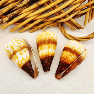 Soldier Cone Shell aka Conus miles