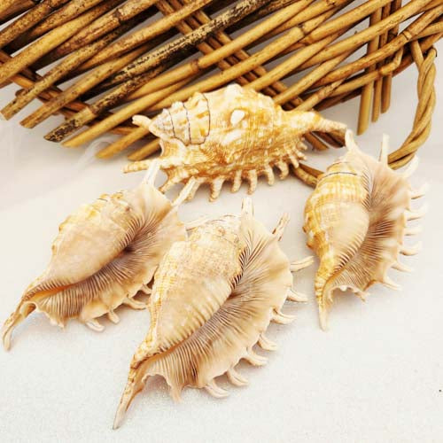 Spider Conch Shell aka Lambis lambis (assorted. approx. 13-14.4x6.4-7.5cm)